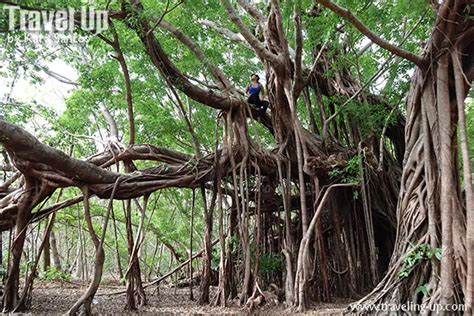 The Mighty Banyan Tree Can Walk And Live For Centuries Artofit