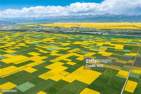 5700 Rapeseed China Stock Photos High Res Pictures And Images