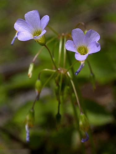 Oxalis Latifolia Fotos De Campo The Field Museum