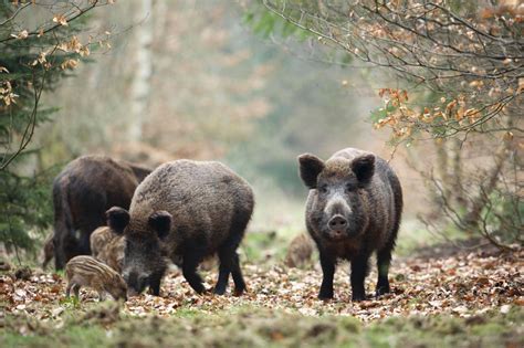 Hund Trifft Auf Wildschwein Wie Verh Lt Man Sich Richtig