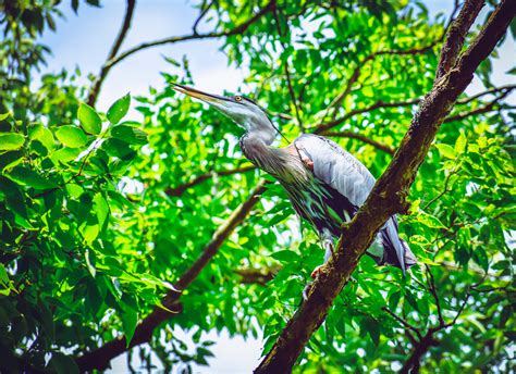 Toucan Bird · Free Stock Photo