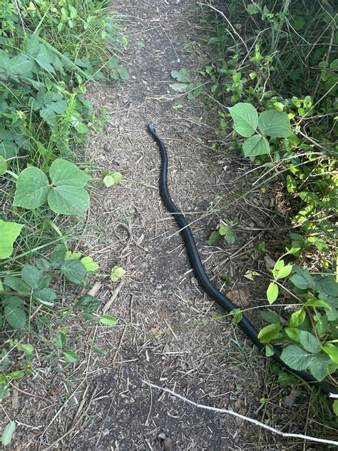 Eastern Gray Ratsnake Complex From Greenbrier Farm Rd Winston Salem