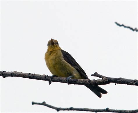 Me Boomer And The Vermilon River Willow Or Alder Flycatchers Female