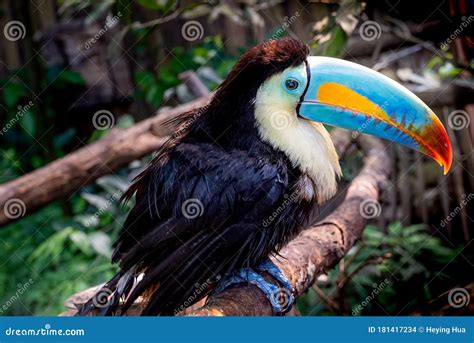 One Keel Billed Toucan Is Perching On The Tree Branch Stock Photo