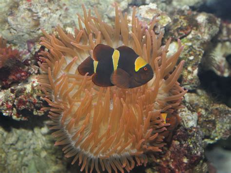 The Online Zoo - Maroon Clownfish