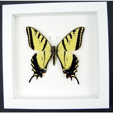 Real Framed Taxidermy Papilio Multicaudata Pusillus Male