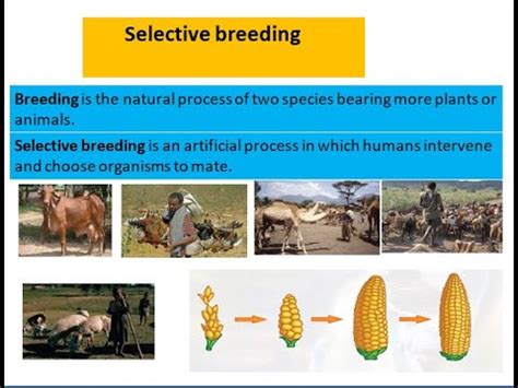 Selective Breeding With Questions Youtube