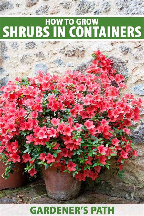 How To Grow Shrubs In Containers Gardeners Path