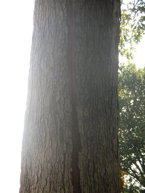 Lightning Damage To Oak Walter Reeves The Georgia Gardener