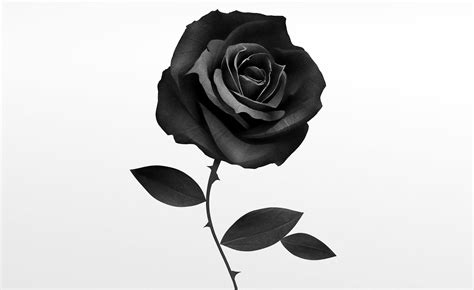 Black Rose Wallpapers - Top Free Black Rose Backgrounds - WallpaperAccess