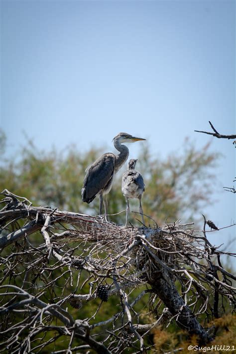 H Ron Cendr Parc Ornithologique Du Pont De Gau Sainte Flickr