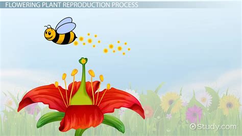 Plant Reproduction Lesson for Kids - Lesson | Study.com