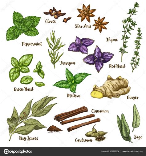 Full Color Realistic Sketch Illustration Of Culinary Herbs And Spices