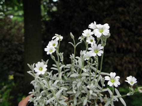 Cerastium Tomentosum Var Columnae Silberteppich L Erbaio Della Gorra