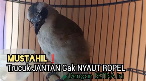 Trucuk Betina Memanggil Jantan Sangat Ampuh Untuk Pancingan Trucukan