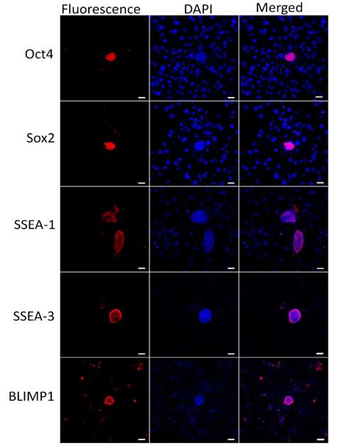 Surface Marker Detection Of Chicken Pgcs By Immunofluorescence