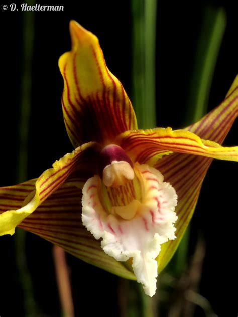 Maxillaria Striata At Home To Me One Of The More Original Flickr