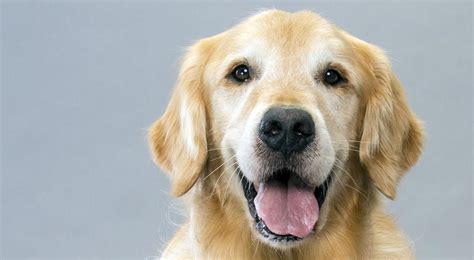 Golden Retrievers De Costa Rica La Historia De La Raza