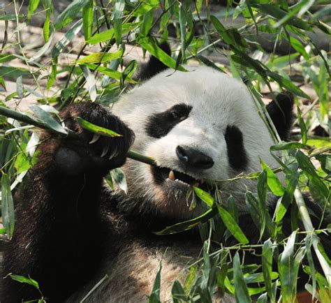 China Panda Tours Panda Keeper And Panda Volunteers Experiences