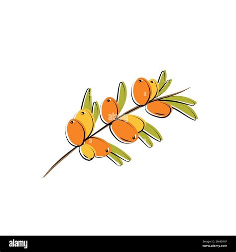 Sea Buckthorn Branch Hippophae Berries With Leaves Vector