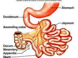 17 Best images about jejunum on Pinterest | The smalls, Stains and Lost