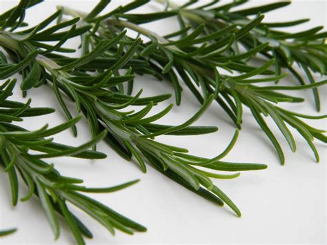 Cognitive effects of herbs rosemary and sage by Ruth Ridley – The Herb Society