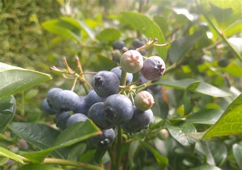 Blauwe Bessenstruiken Kopen Vanaf Fruitbomen Net