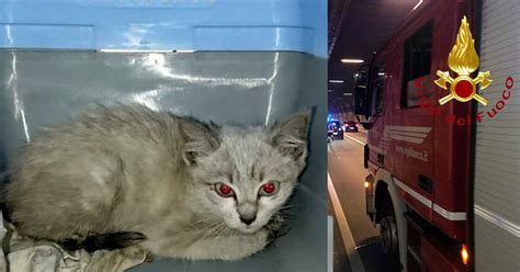 Cernobbio Gatto Lanciato Da Un Auto In Corsa