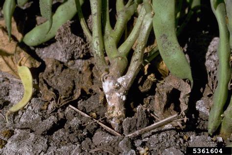 Sclerotinia Timber Rot Sclerotinia Sclerotiorum On Common Bean