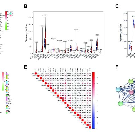 Expression And Correlation Of M 6 A Rna Methylation Regulation