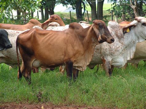 Gyr Cow In Minas Gerais Brazil Genus Bos Species Taurus Flickr