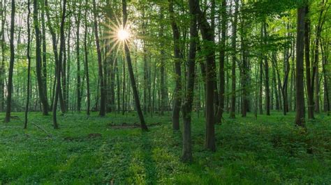 Wald impfen Bäume sollen so besser gegen Hitze und Trockenheit