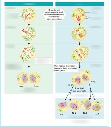 Mitosis And Meiosis Diagram Quizlet