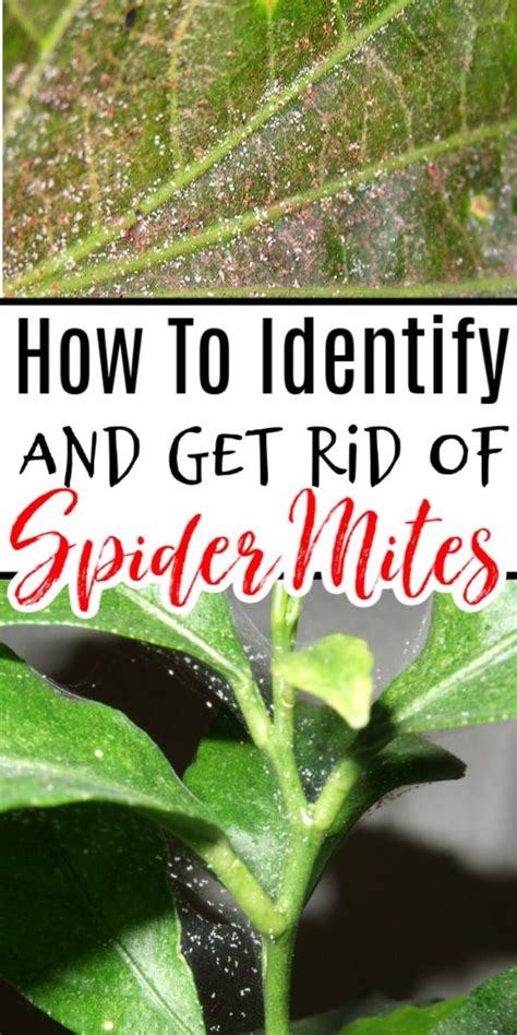 Homemade Spider Mite Killer That Works Seeds Sustenance Off