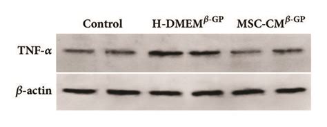 Msc Cm Suppresses β Gp Induced Inflammatory Cytokine Expression In