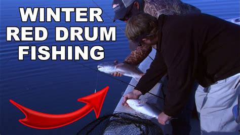 Mastering Winter Red Drum Fishing Tips And Tricks From The Experts