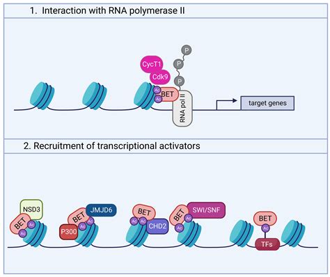 Biomedicines Free Full Text Bromodomain And Extra Terminal Proteins