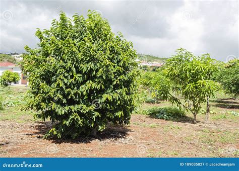 Soursop Tree