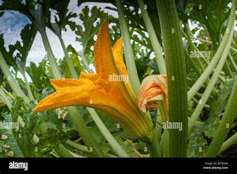 Flowers Of Courgette Zucchini Cucurbita Pepo Male With Stamens Visible In A Garden Near