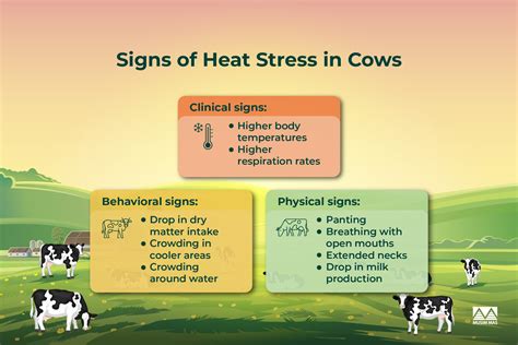 Combating Heat Stress Effects In Cows The Right Intake Of Fats Can