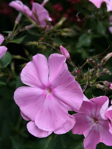 Phlox Paniculata Elizabeth Arden Floks Vlambloem Bloemenpark