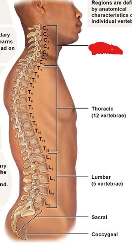 Anatomy Lab Vertebral Region Flashcards Quizlet