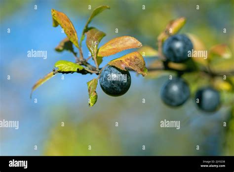 Berries Of Blackthorn Prunus Spinosa Stock Photo Alamy