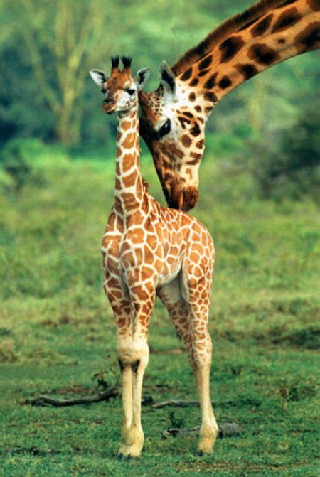 Muthu: Cute baby giraffes