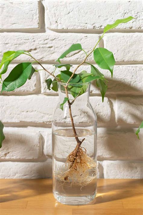 How To Grow Plants From Stem Cuttings! - Mental Scoop