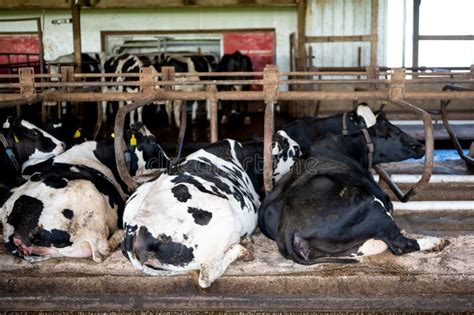 Holstein Dairy Cows Comfortably Laying Down In Freestalls Barn Stock