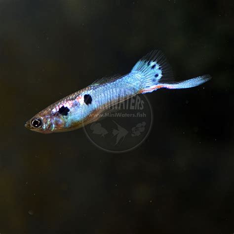 Poecilia Reticulata Japanese Blue Guppy Shop Miniwatersfish