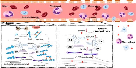 Improved Effect Of Pterostilbene On The Underlying Mechanism Of Bbb