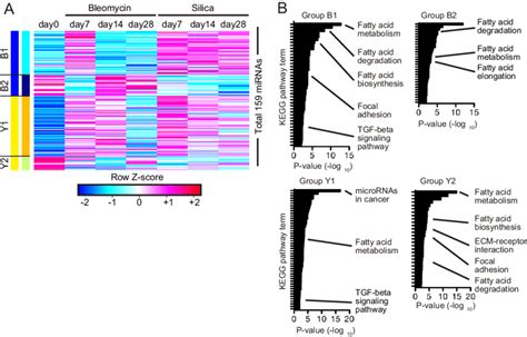 Global Expression Profile Of Mirnas In The Activated Lung Fibroblasts Download Scientific