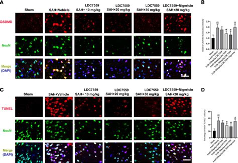 Frontiers Ldc7559 Inhibits Microglial Activation And Gsdmd Dependent